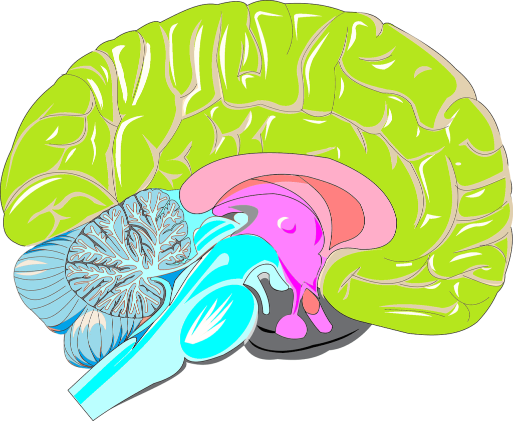 A diagram showing the main parts of the brain per brain anatomy basic