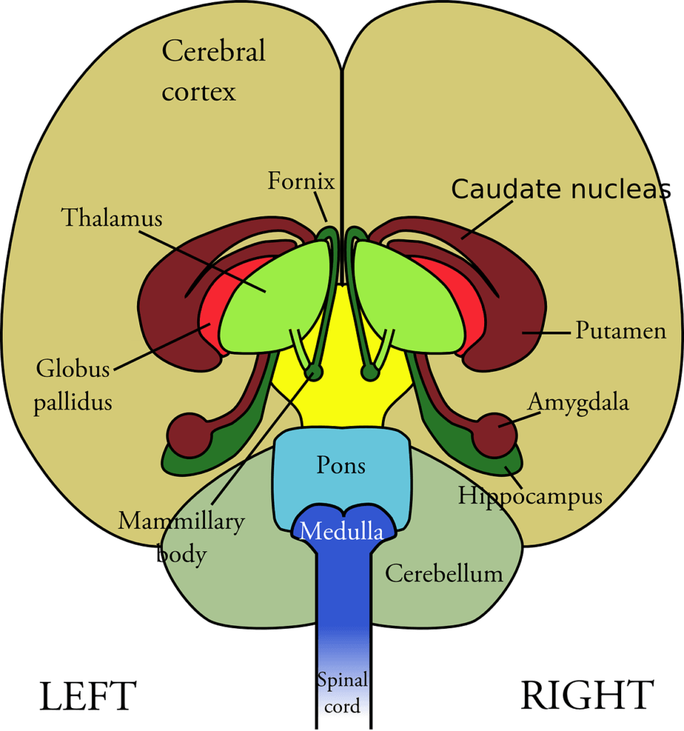 a diagram of the brain showing brain anatomy basic